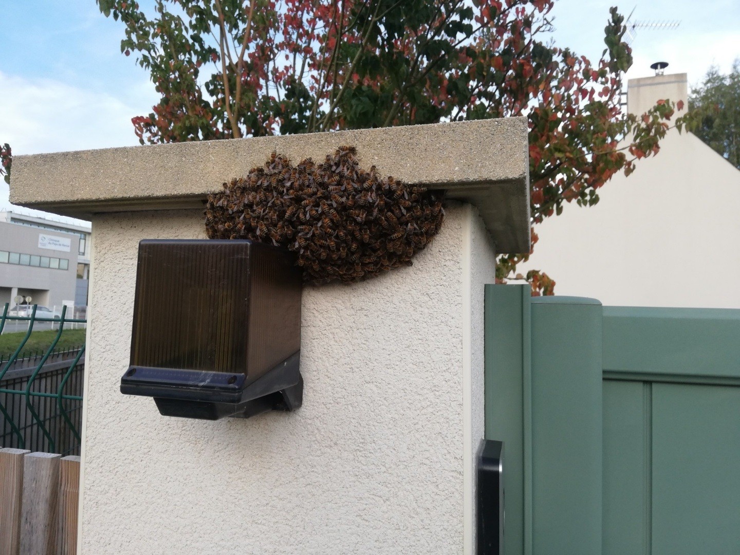 Essaim d'abeilles posé sur un pilier de portail